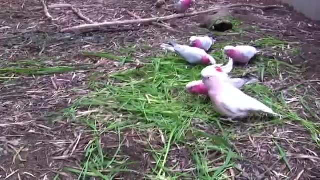 انواع کاکادو استرالیایی در یک مزرعه پرورش طوطی سانان