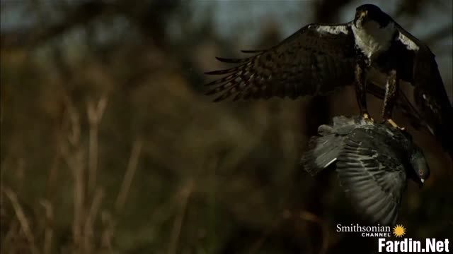 شکار استادانه کبوتر توسط شاهین در حین پرواز  HD