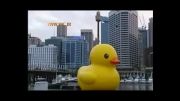اردک غول پیکر در آبهای سیدنی !!