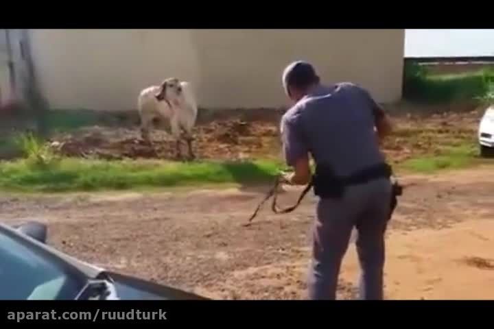 کشتن وحشیانه گاو وحشی توسط پلیس