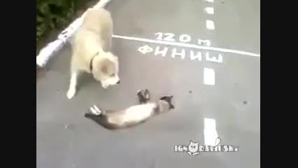 سرکار گذاشتن سگ