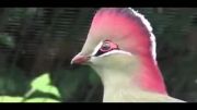 توراکو فشن، پرنده نادر