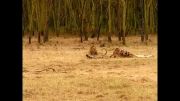 شكار زرافه توسط شیر نر