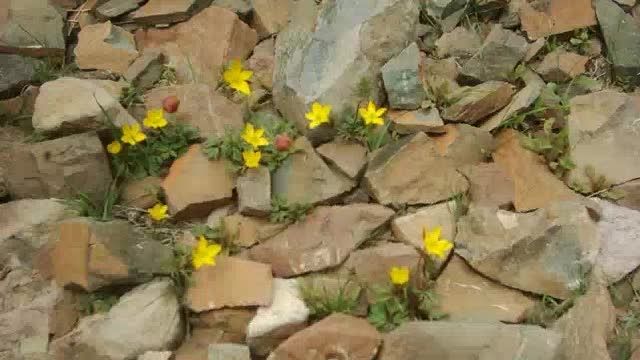 گلهای زیبا در کوهستان کویری
