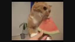هندونه خوردن گربه