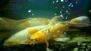 بهترین ماهیهای کوی باله بلند مولد 60س2