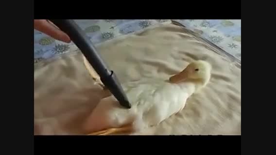 اردک بد از المیراب