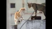 دوتا گربه عصبانی (با صدا گوش كنید) | صدای گربه ترسناک و باحال + صدای گربه ماده