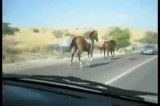 تصادف اسب با ماشین ...جالبه