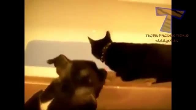 Best funny and cute cat videos compilation 2014