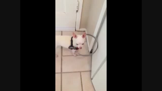 سگ نابینایی که با کمک یک حلقه مسیریابی میکند
