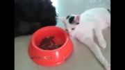 گربه ای که یوا شکی غذا سگ را می خورد (قشنگه)