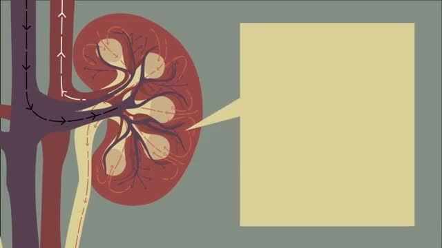 how your kidney works