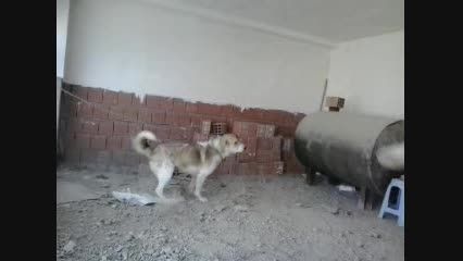 سگ اردبیلی