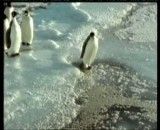 فرو رفتن پنگوئن