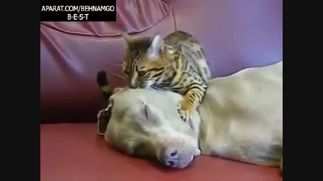 عشق بازی گربه و سگ :))