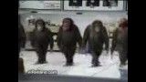 رقص میمونها