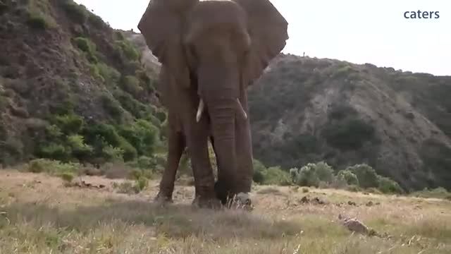 توپ بازی پسر  با فیل