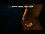 رشد جنین - قسمت دوم