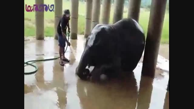 حمام لذت بخش فیل+کلیپ فیلم حیوانات گلچین صفاسا