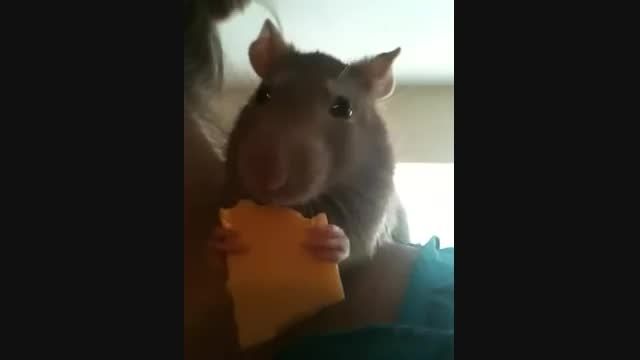 پنیر خوردن موش (1)