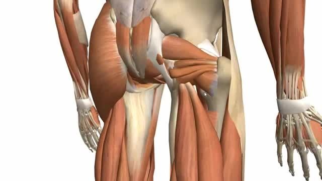 ویدئو آموزشی (1)Muscles of the Thigh and Gluteal Region