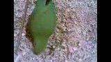 طوطی که با خاک اره بازی میکند!