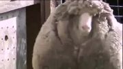 بی نظیرترین گوسفند دنیا
