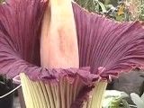 زنبق بدبو، بزرگترین گل جهان