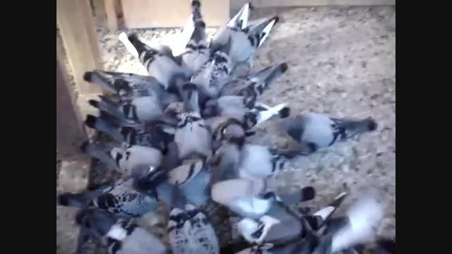 کبوتران پلاکی