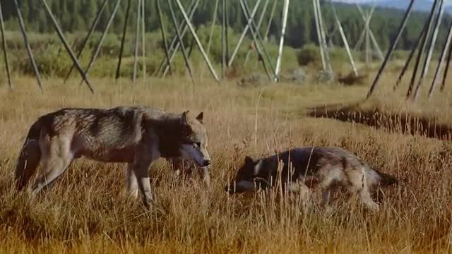 مستند Wolves, Loard Of The Forests پارت پایانی