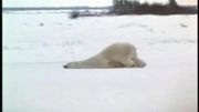 خرس قطبی پر انرژی و با نشاط و ورزشکار