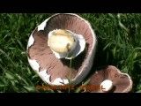 کلیپ زیبای شکار قارچ در دمیلرز 2