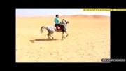 اسب سواری با اسب عرب