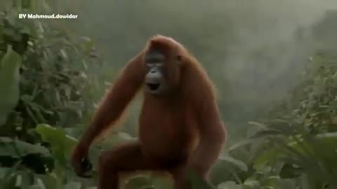 میمون رقاص