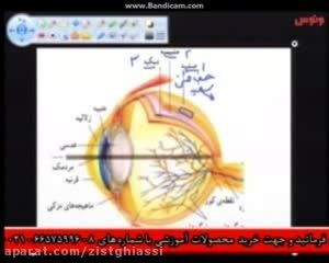 زیست غیاثی ونوسس