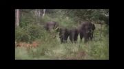 حمله شغال به فیل
