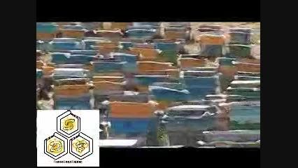 تولید عسل در سراب