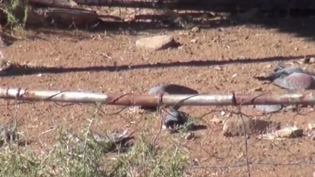 اسلحه S510 شکار کبوتر خالدار در آفریقای جنوبی2