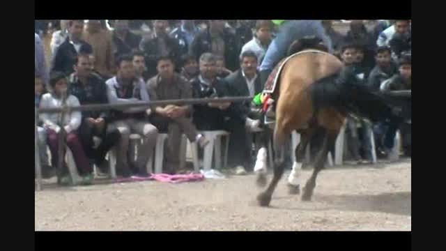 متالیک اسب دره شور در جشنواره