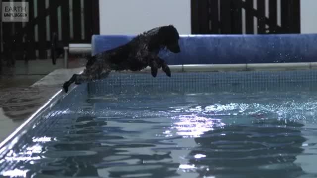 اسلوموشن سگ زیر آب