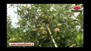افزایش باردهی انواع سیب - شهرستان دماوند