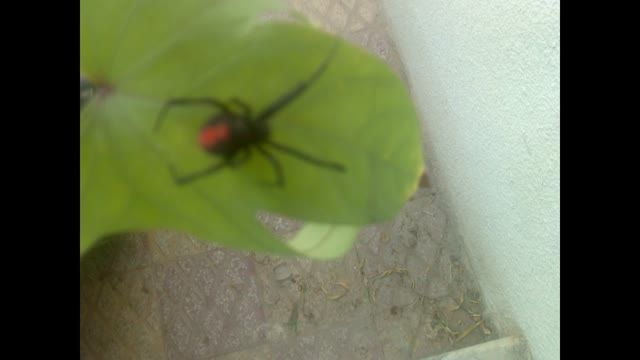 عنکبوت بیوه سیاه در حال وول خوردن