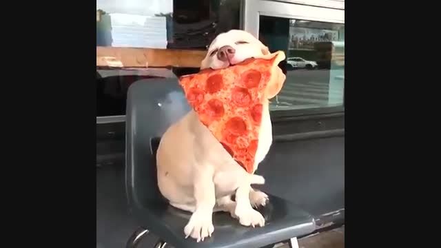 چقدر  پیتزا دوست داره!!
