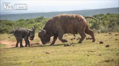 ضربه بوفالو به بچه فیل (ضعیف کشی)