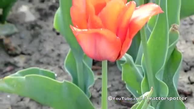 Fendt F 231 GT - Tulpen koppen / Topping tulips in Holl