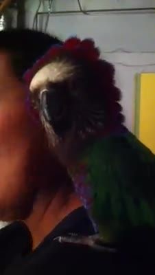 طوطی سر شاهینی Hawk-headed Parrot
