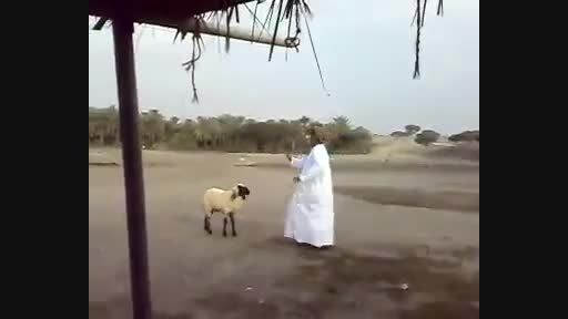 گوسفند و عرب  :|