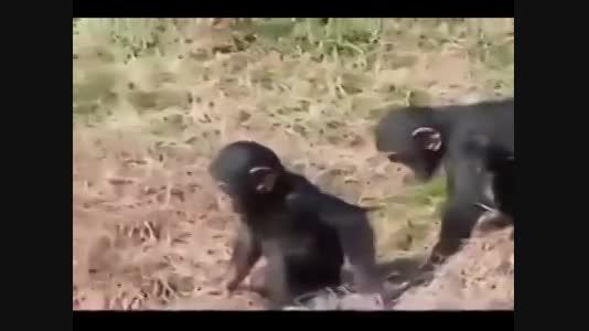 حول دادن بچه میمون در اب