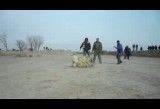 جنگ سگ آذربایجان5